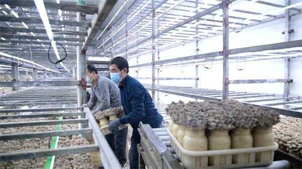 改良技術(shù)，提高品質(zhì)，菌菇出口量提高20%